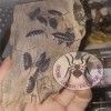 ISOPOD